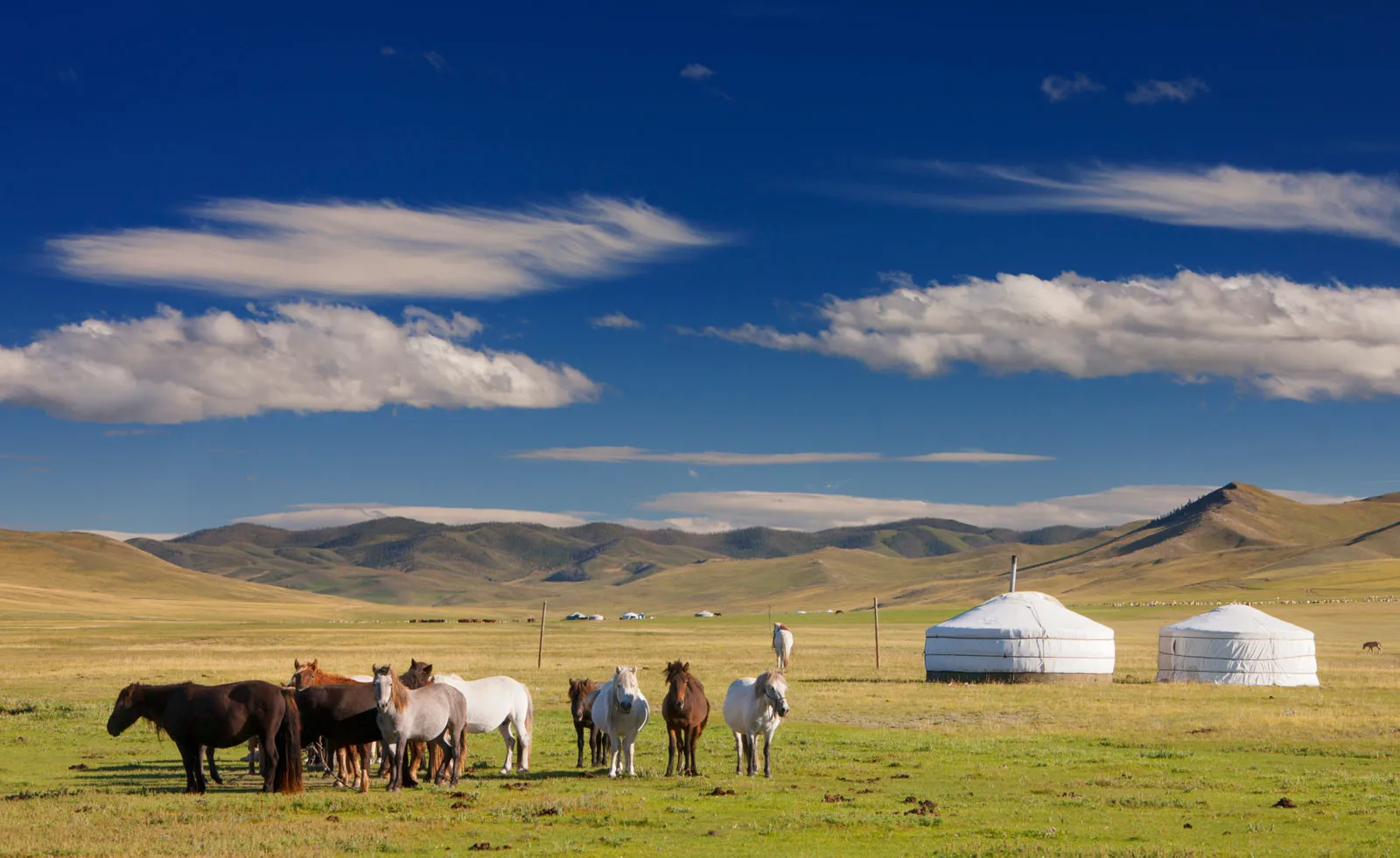 Spices culture in Mongolia