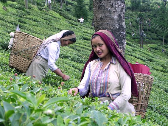 Spice Manufacturer In Assam